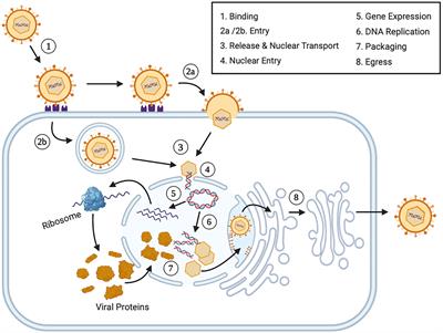 Herpes Simplex Virus 1 Infection of Neuronal and Non-Neuronal Cells Elicits Specific Innate Immune Responses and Immune Evasion Mechanisms